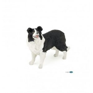 Border collie Papo