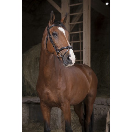 Bridon NORTON PRO Découpé – Image 2