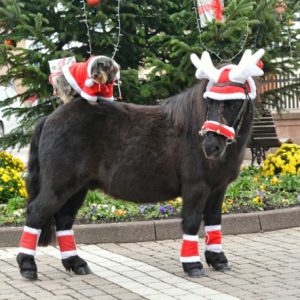 Fourreaux de bridon Equithème Noël