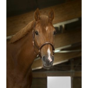 Licol Cuir Norton Pro Clincher