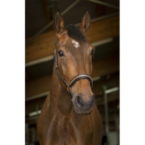 Licol Cuir Norton Pro Clincher