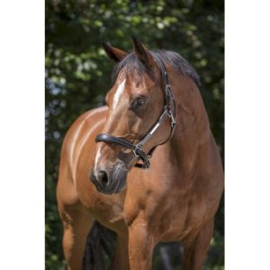 Licol Cuir Norton Pro Grooming