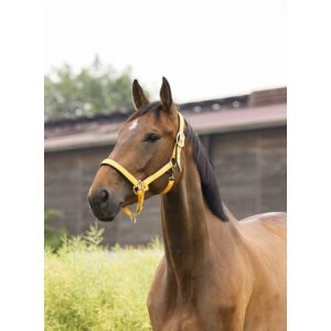 Licol Equitheme Air