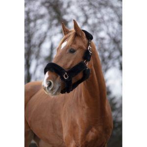 Licol Equitheme Teddy Rose Gold