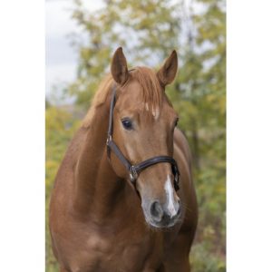 Licol Equitheme Tendance