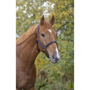 Licol Equitheme Tendance