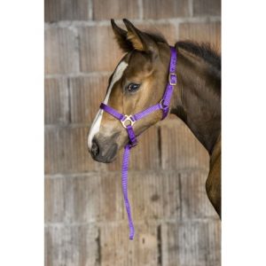 Licol Foal + Longe Norton