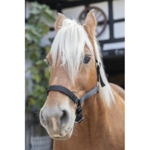 Licol Norton Cheval de trait