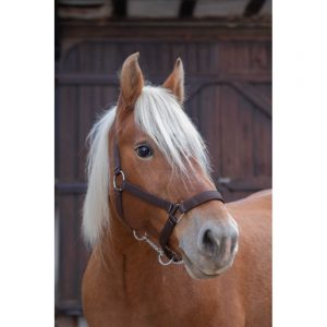 Licol Norton Pro Pour Cheval de Trait