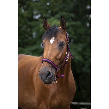 Licol Norton Nylon, Doublé Néoprène – Image 2