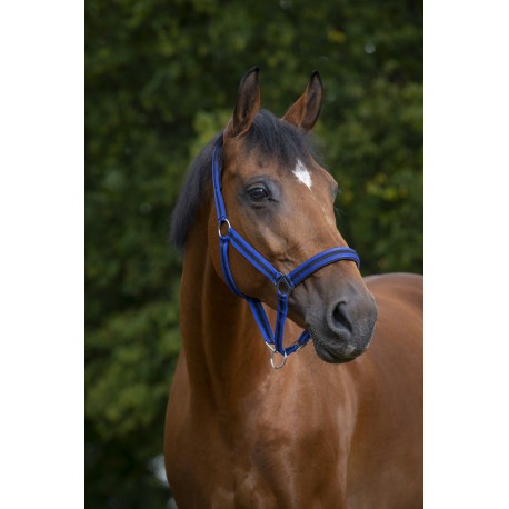 Licol Norton Nylon, Doublé Néoprène – Image 4