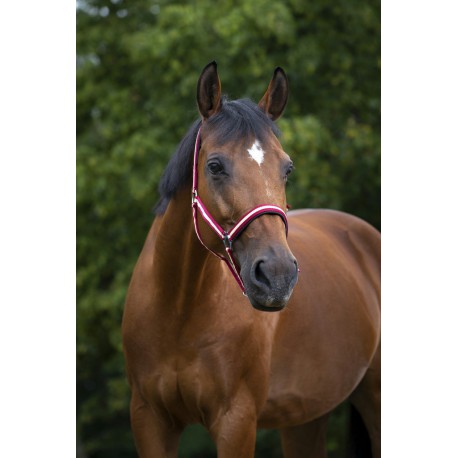 Licol Norton Nylon, Doublé Néoprène – Image 5