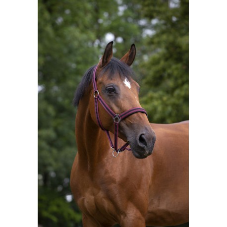 Licol Norton Nylon, Doublé Néoprène – Image 7