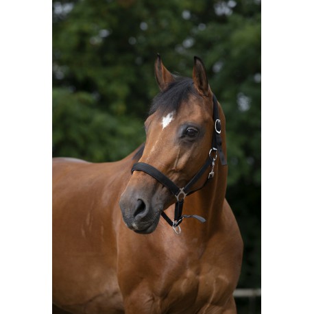 Licol Norton Nylon, Doublé Néoprène – Image 9