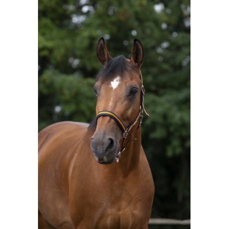 Licol Norton Nylon, Doublé Néoprène – Image 10