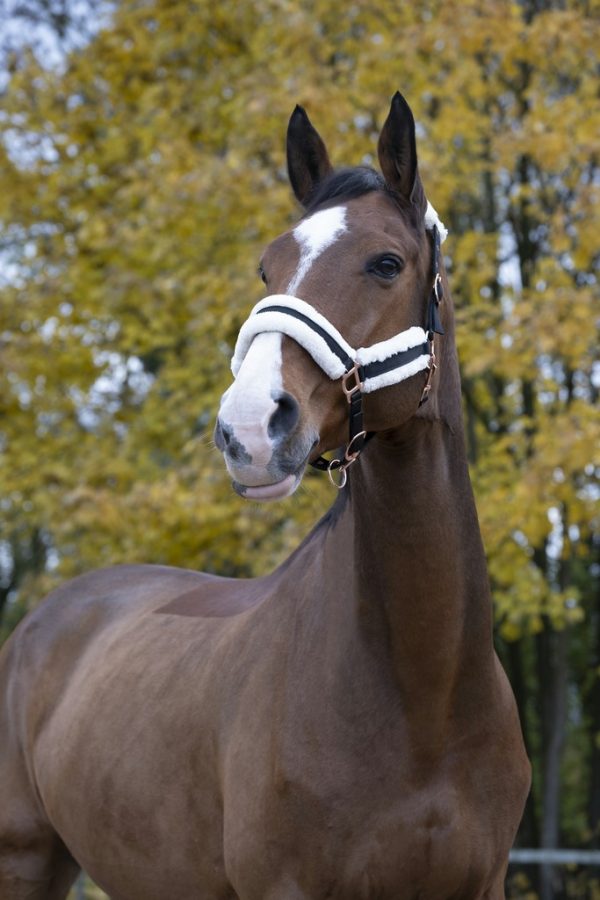 Licol Norton Confort