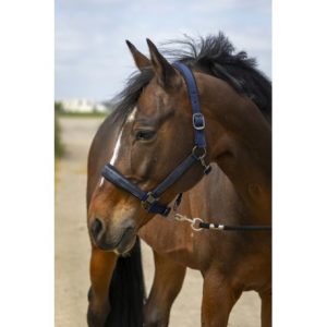 Licol Equitheme Nylon Strass