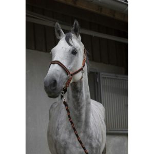 Licol+Longe Equitheme Satinée