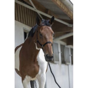 Licol + Longe Riding World Club