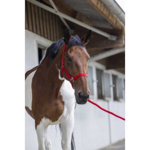 Licol + Longe Riding World Club