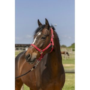 Licol Norton Grooming