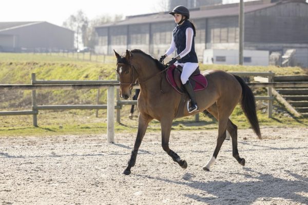 Gilet PRO SERIES "Piaffer" – Image 2