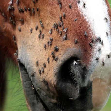 Répulsif Animaderm Derfly – Image 2