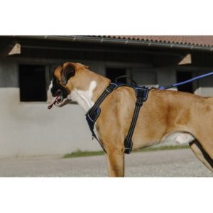 Harnais pour chien RIDING WORLD – Simba