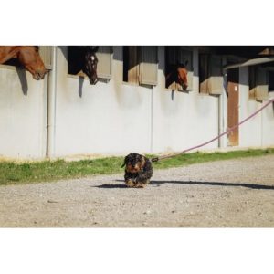 Laisse pour chien avec poignée RIDING WORLD – Lucky