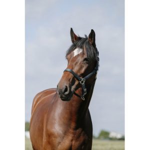 Licol RIDING WORLD – Cushion