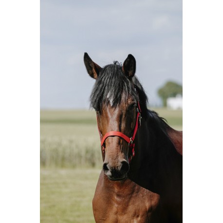 Licol RIDING WORLD - Cushion – Image 5