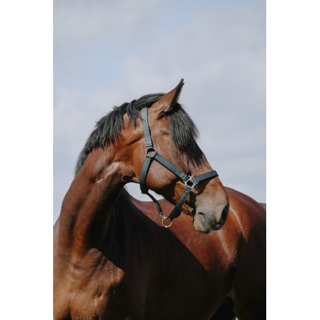 Licol RIDING WORLD - Cushion – Image 4