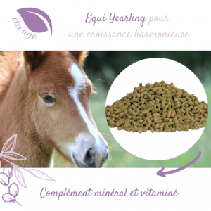 Equiyearling Equitop