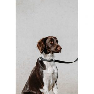 Collier pour chien EQUITHÈME – Nala