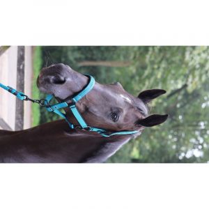 Licol LAMI-CELL – Charming