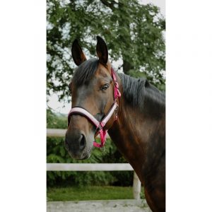 Licol EQUITHÈME – Glowy