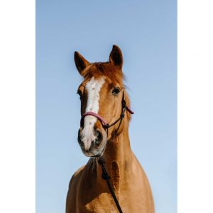 Licol éthologique + longe NORTON – Suède