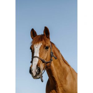 Licol éthologique NORTON – Glim