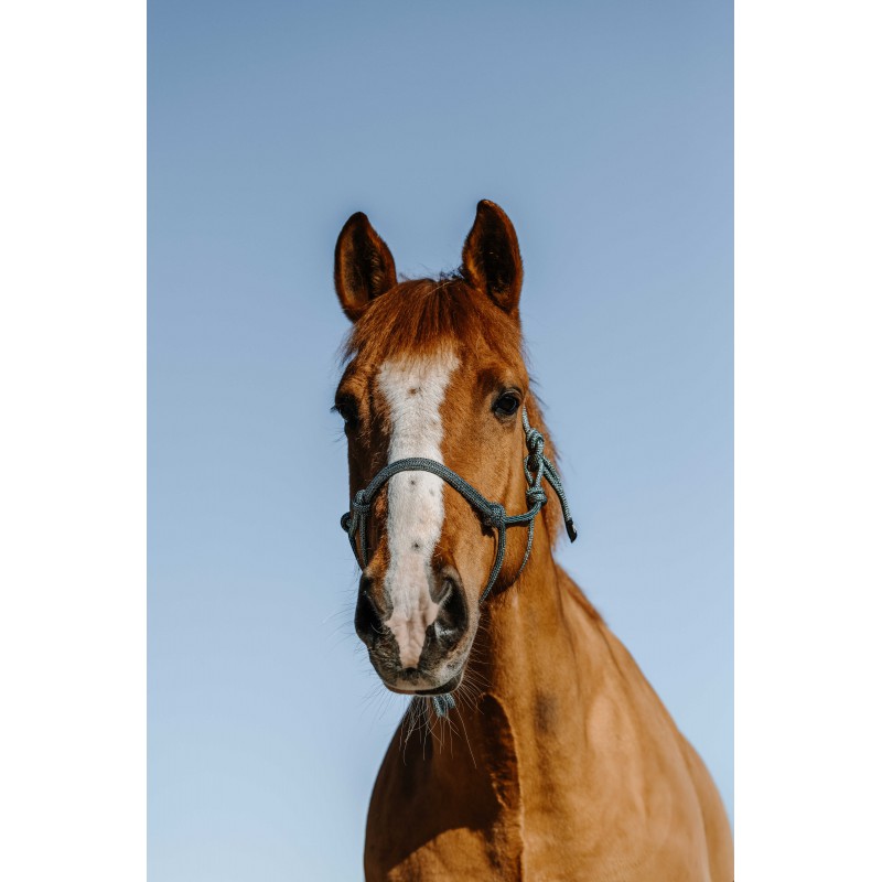 Licol éthologique NORTON - Glim – Image 4