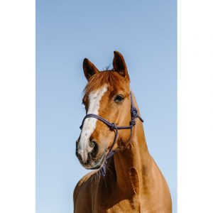 Licol éthologique NORTON – Glim