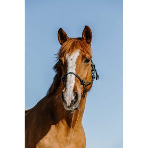 Licol éthologique NORTON – Zary