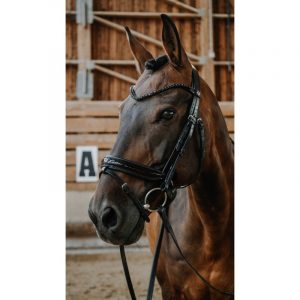 Bridon NORTON – Royal