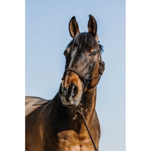 Licol éthologique + longe NORTON – Deco