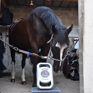 Masseur à percussions Brille&rsquo;Horse