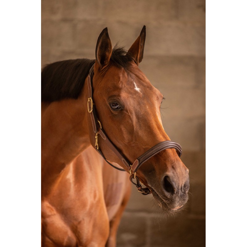 Licol cuir 3 mousquetons - PADDOCK – Image 2